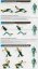 Universal weight bench IRONLIFE 503BA